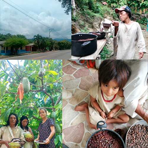 Productores de Cacao en Colombia NILO- Aroco