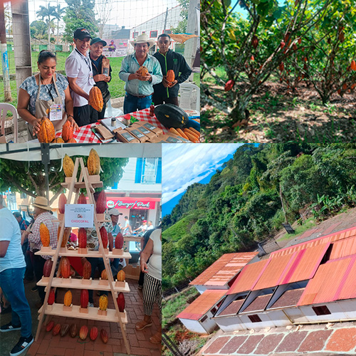 Productores de Cacao en Colombia  TOLIMA- Aroco