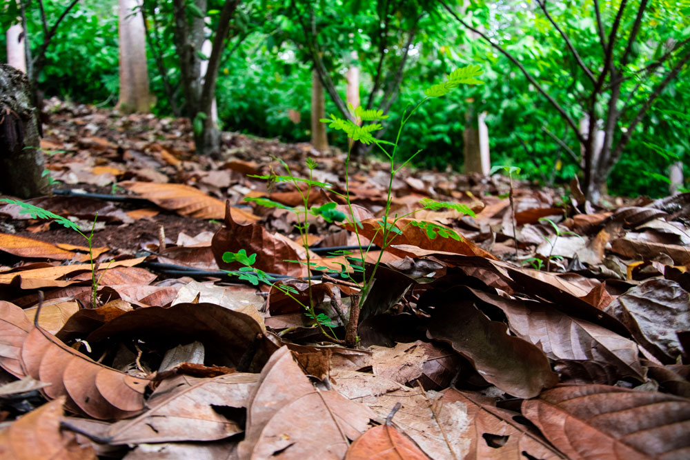 Proyectos de agricultura regenerativa de cacao | Aroco