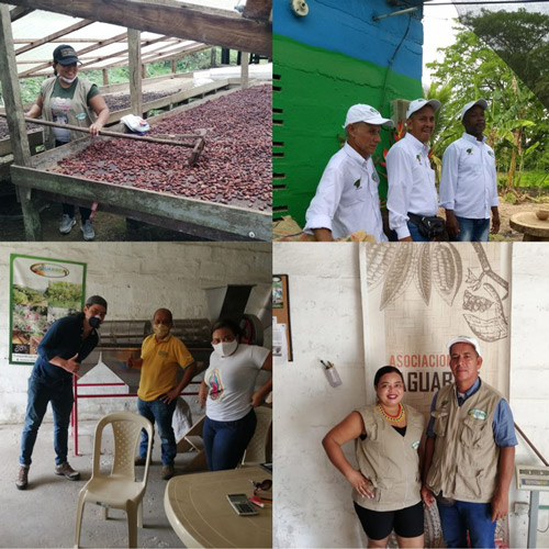 Productores de Cacao en Colombia APARTADO - Aroco