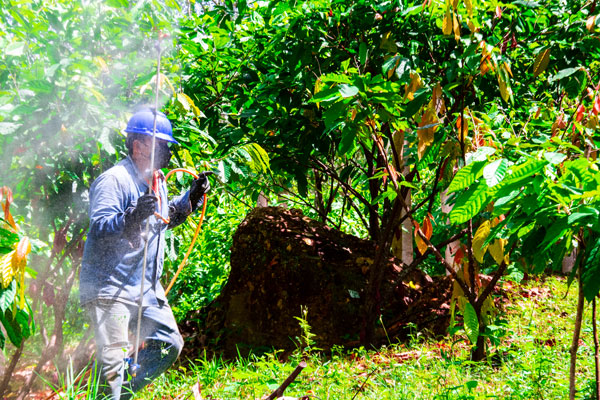 Una Tradición de Cacao en Colombia - Aroco